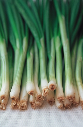 Picture of Onion Ishikura Bunching